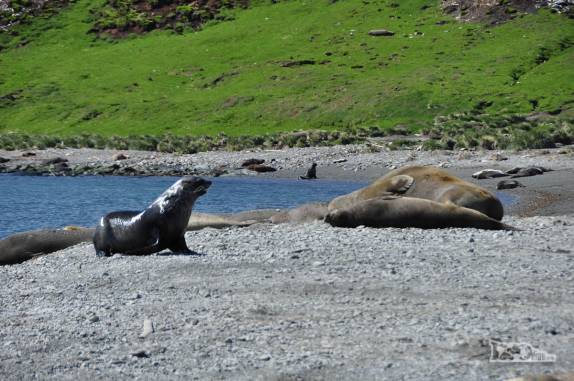 Lobo-marinho observa elefantes-marinho na praia de Ocean Harbour, na Geórgia do Sul